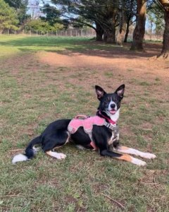 Paw2Freedom Animal Rescue Charity Cherry