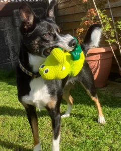 Paw2Freedom Animal Rescue Charity Cherry