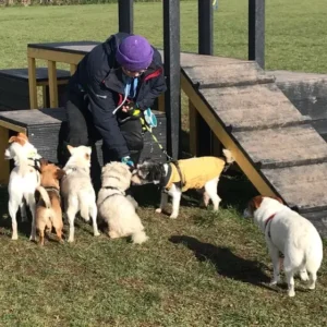 Paw2Freedom Animal Rescue Charity Dogs Adopter Experiences Bog now Boggle