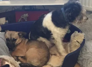 Paw2Freedom Animal Rescue Charity Dogs Adopter Experiences Bog now Boggle