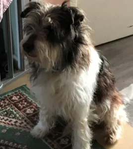 Paw2Freedom Animal Rescue Charity Dogs Adopter Experiences Bog now Boggle