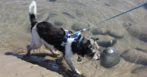 Paw2Freedom Animal Rescue Charity Dogs Adopter Experiences Bog now Boggle
