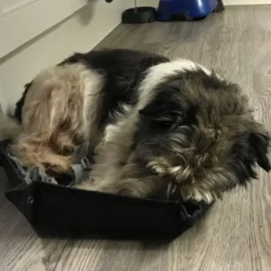 Paw2Freedom Animal Rescue Charity Dogs Adopter Experiences Bog now Boggle
