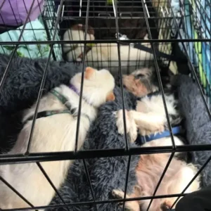 Paw2Freedom Animal Rescue Charity Dogs Adopter Experiences Bog now Boggle