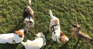 Paw2Freedom Animal Rescue Charity Dogs Adopter Experiences Bog now Boggle