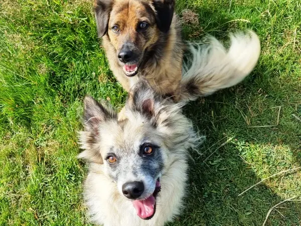 Paw2Freedom Animal Rescue Charity for Dogs Max and Gogo