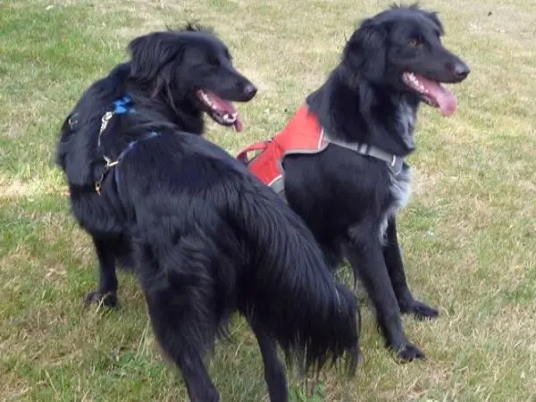 Paw2Freedom Animal Rescue Charity for Dogs Sacha and Sukie