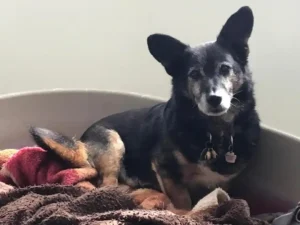 Paw2Freedom Animal Rescue Charity for Dogs Robbie