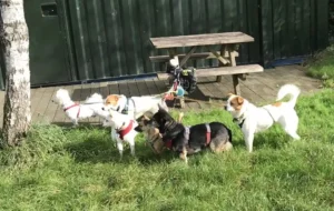 Paw2Freedom Animal Rescue Charity for Dogs Robbie