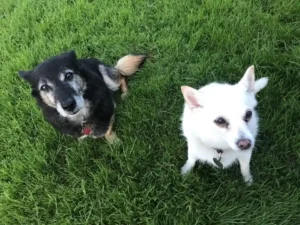 Paw2Freedom Animal Rescue Charity for Dogs Robbie