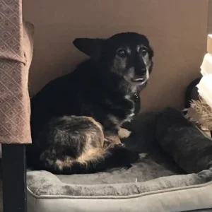 Paw2Freedom Animal Rescue Charity for Dogs Robbie