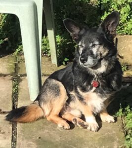 Paw2Freedom Animal Rescue Charity for Dogs Robbie