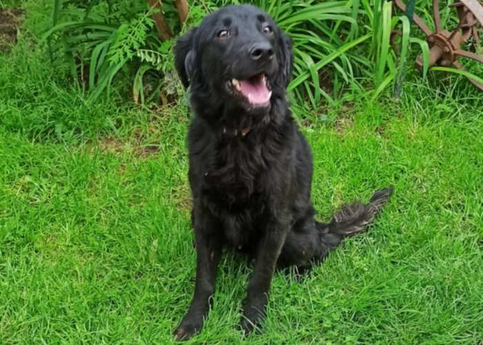 Paws2Freedom - Nero, Black Retriever Cross looking for a loving foster/forever home in Devon or Cornwall