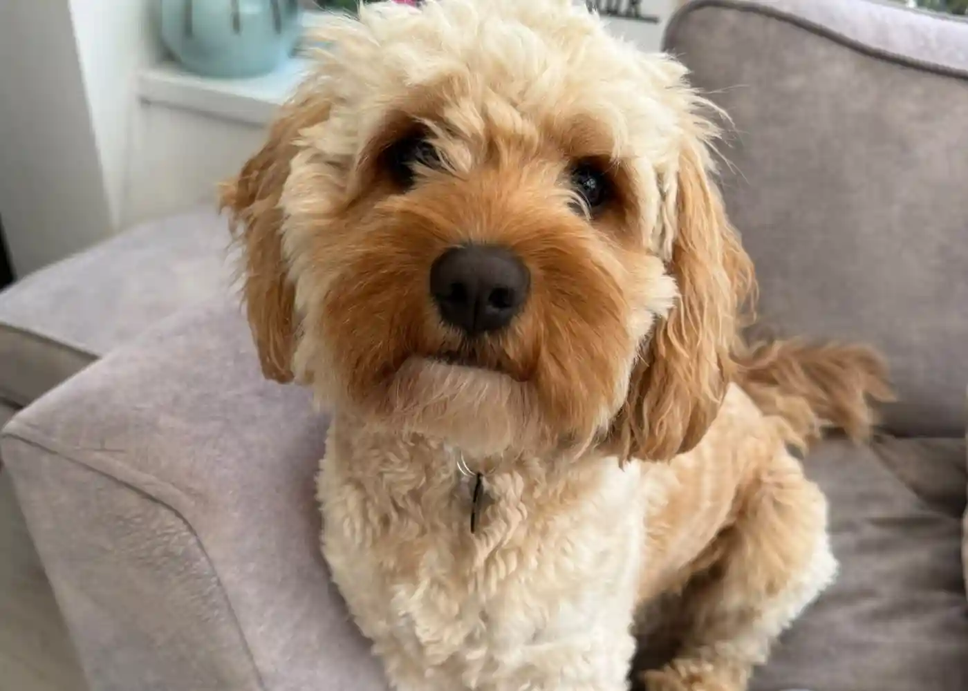 Paws2Freedom - Meet Bear, a young male Cavapoo looking for a foster to adopt home in Devon/Cornwall