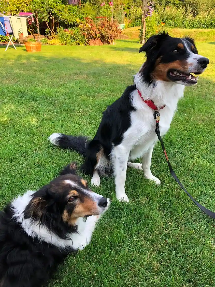 Paws2Freedom - Meet Charlie, a young male Border Collie who found his loving forever home in Devon or Cornwall.