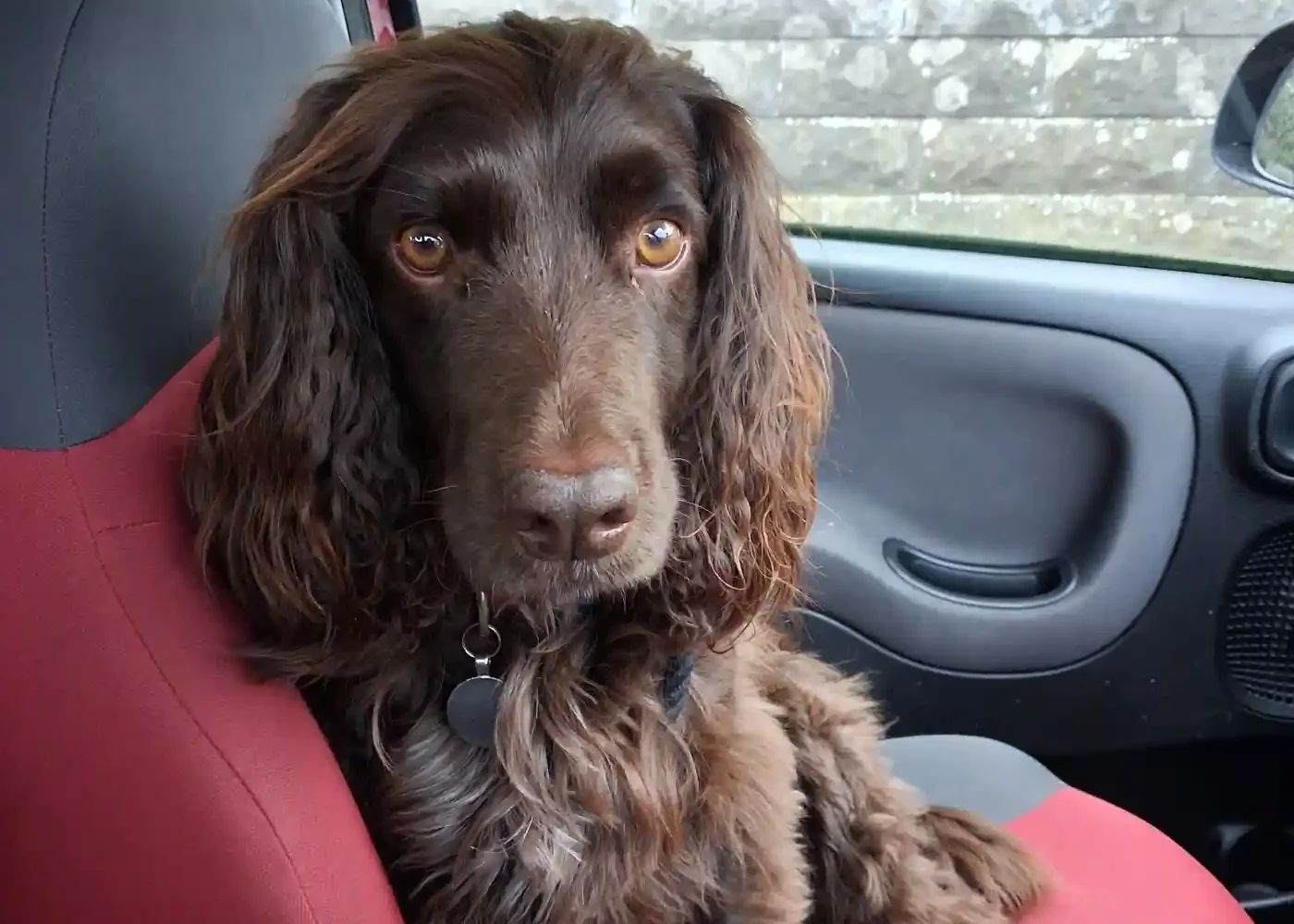 Paws2Freedom - Meet Corrie, a young male Cocker Spaniel looking for a foster to adopt home in Devon/Cornwall