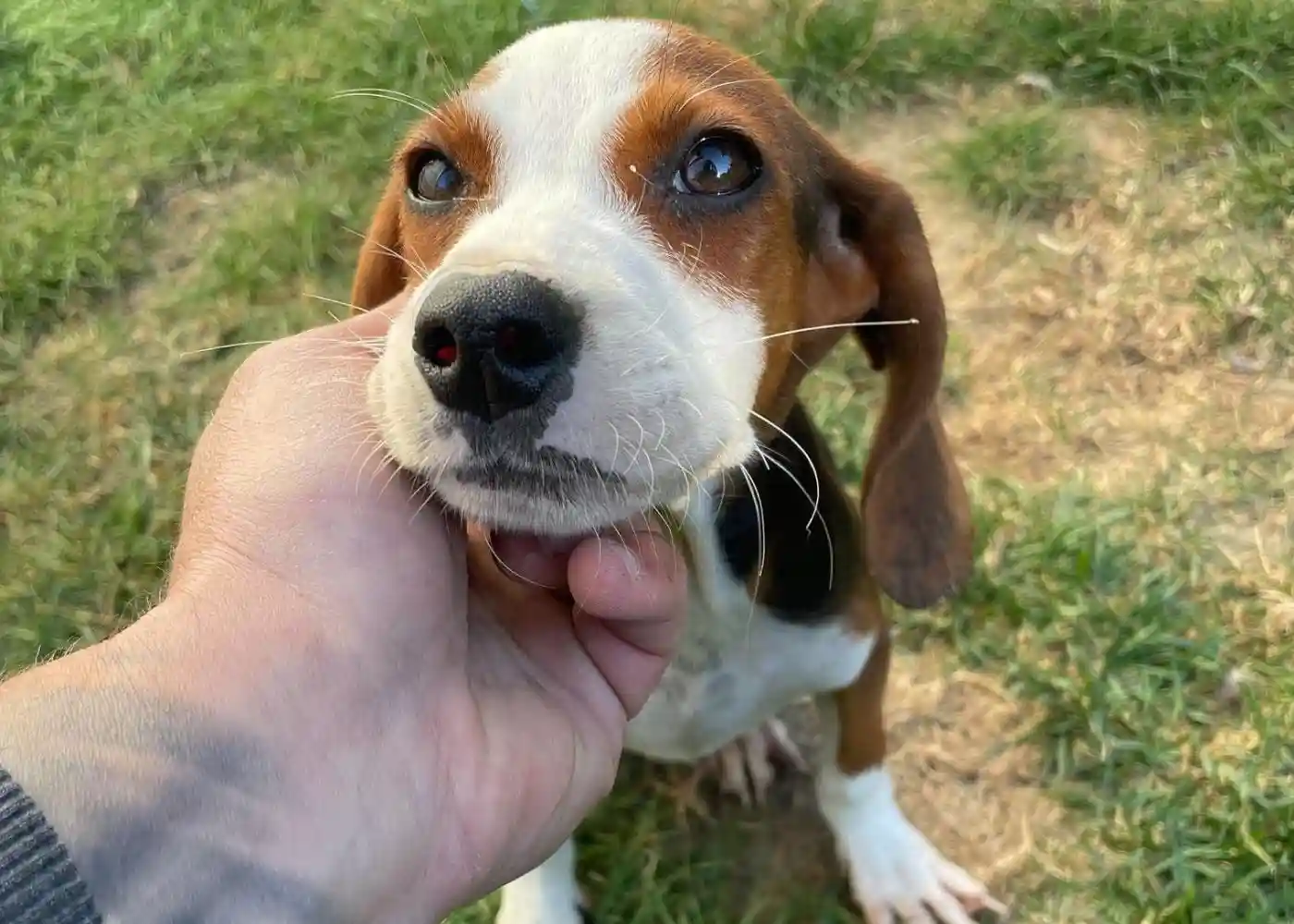 Paws2Freedom - Meet Junie, a very young female mixed breed puppy looking for a foster to adopt home in Devon/Cornwall