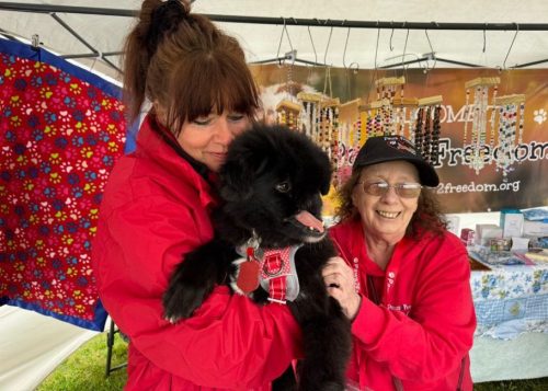 Paws2Freedom. Meet Buddy, a 4-year-old Pulin (Balkan) collie, who has suffered terrible cruelty but has found his forever home in Cornwall.