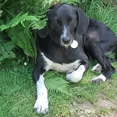 Paws2Freedom - Meet Nora, a young, small, female dog who found her loving forever home in Devon or Cornwall.