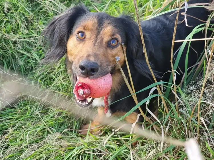 Paws2Freedom - Meet Ron, a 6 year old male Dachshund x Cocker Spaniel cross needing sponsorship for his forever home with Paws2Freedom in Cornwall.